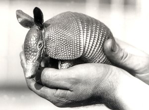 A Nine-banded Armadillo, or Nine-banded Long-nosed Armadillo